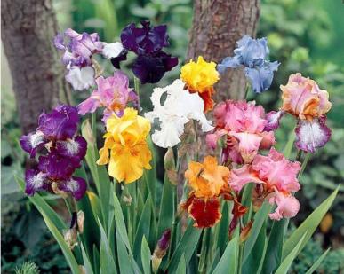 iris bouquet